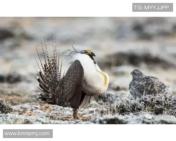 世界足坛谁的鸟最大揭秘 球星身高与体格全面对比分析